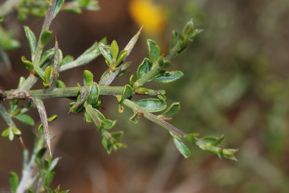 Genista scorpius (L.) DC. Fabacea - Genêt scorpion