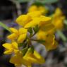 Hippocrepis comosa L. Fabaceae - Hippocrépide chevelue