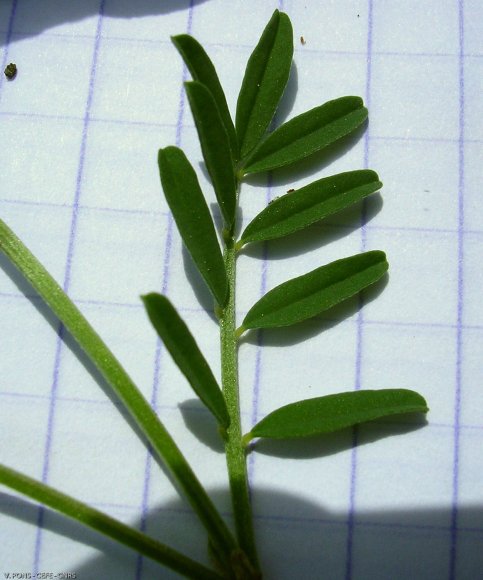 Hippocrepis comosa L. Fabaceae - Hippocrépide chevelue