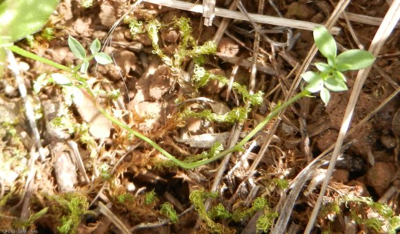 Lathyrus sphaericus Retz. Fabaceae - Gesse à graines spériques