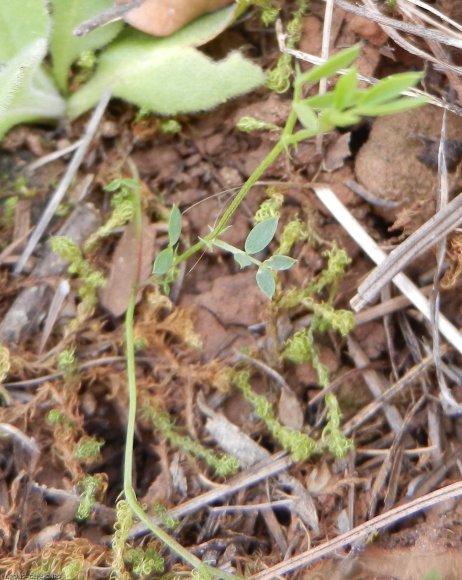 Lathyrus sphaericus Retz. Fabaceae - Gesse à graines spériques