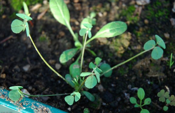 Medicago polymorpha L. Fabaceae - Luzerne polymorphe