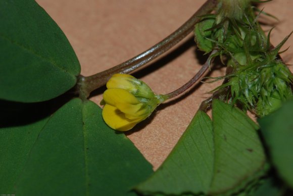 Medicago polymorpha L. Fabaceae - Luzerne polymorphe