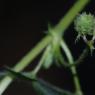 Medicago rigidula (L.) All. Fabaceae - Luzerne raide