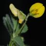 Medicago rigidula (L.) All. Fabaceae - Luzerne raide