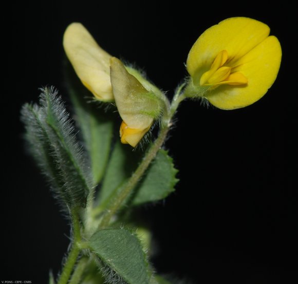 Medicago rigidula (L.) All. Fabaceae - Luzerne raide