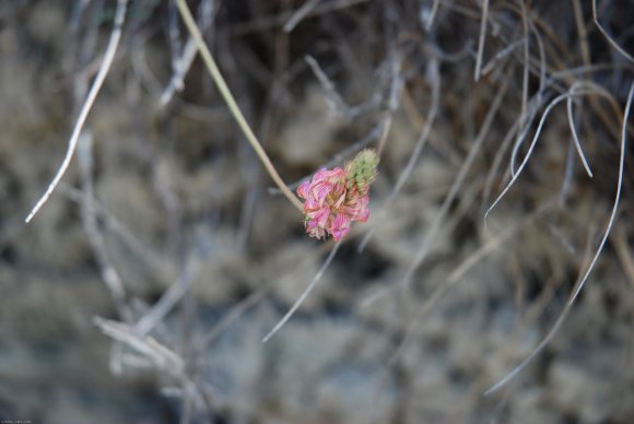 Onobrychis supina (Chaix) DC. Fabaceae - Sainfoin couché