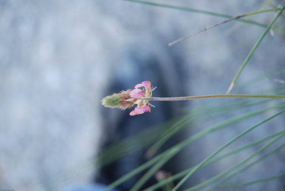 Onobrychis supina (Chaix) DC. Fabaceae - Sainfoin couché