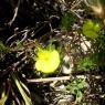 Ononis minutissima L. Fabaceae-Bugrane trés grèle