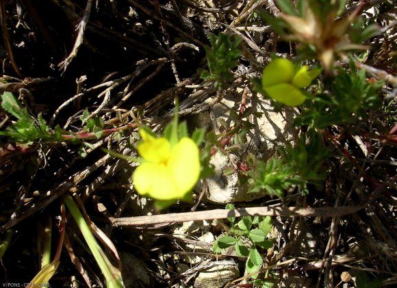 Ononis minutissima L. Fabaceae-Bugrane trés grèle