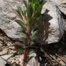 Ononis minutissima L. Fabaceae-Bugrane trés grèle