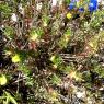 Ononis minutissima L. Fabaceae-Bugrane trés grèle