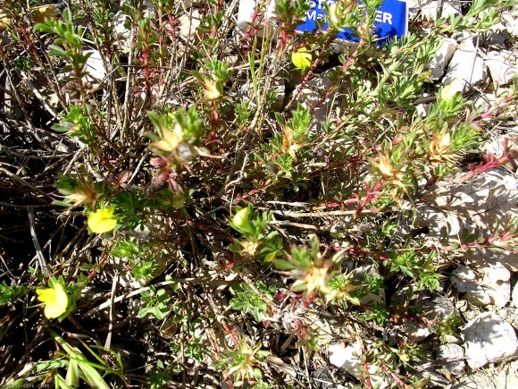 Ononis minutissima L. Fabaceae-Bugrane trés grèle