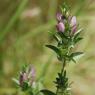 Ononis mitissima L. Fabaceae - Bugrane sans épines