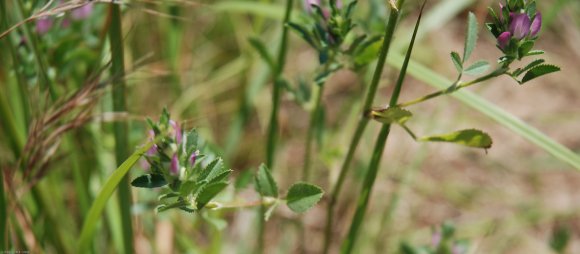 Ononis mitissima L. Fabaceae - Bugrane sans épines