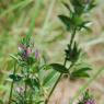 Ononis mitissima L. Fabaceae - Bugrane sans épines