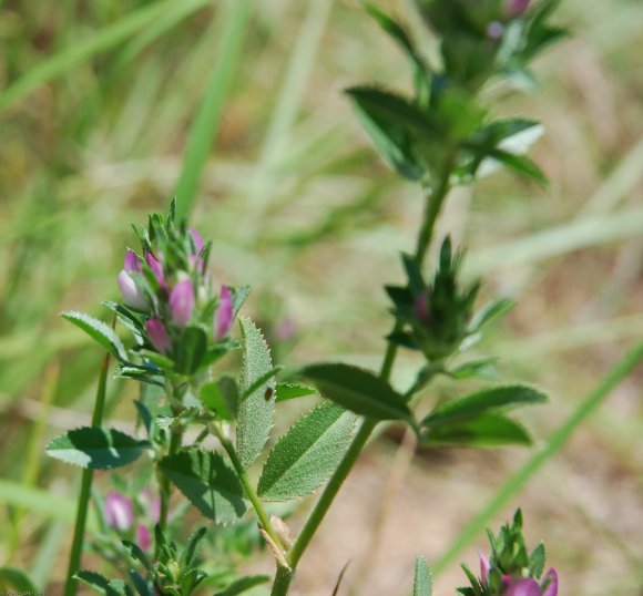 Ononis mitissima L. Fabaceae - Bugrane sans épines