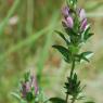 Ononis mitissima L. Fabaceae - Bugrane sans épines