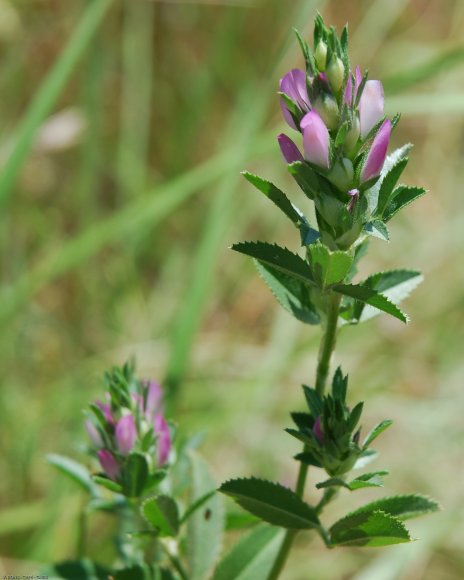 Ononis mitissima L. Fabaceae - Bugrane sans épines