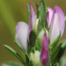 Ononis mitissima L. Fabaceae - Bugrane sans épines