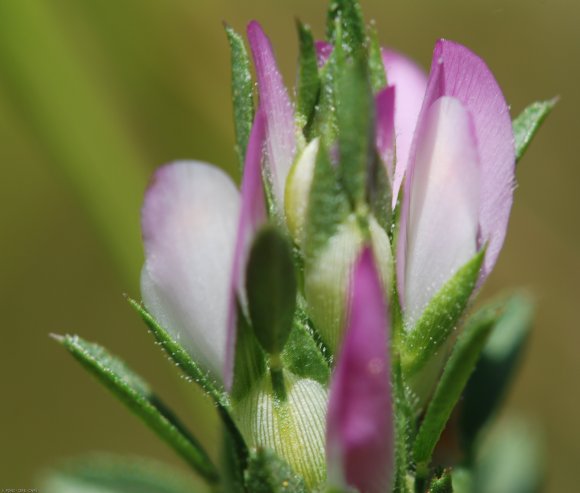 Ononis mitissima L. Fabaceae - Bugrane sans épines