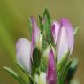 Ononis mitissima L. Fabaceae - Bugrane sans épines