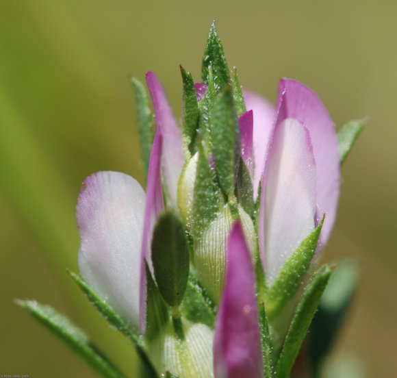 Ononis mitissima L. Fabaceae - Bugrane sans épines