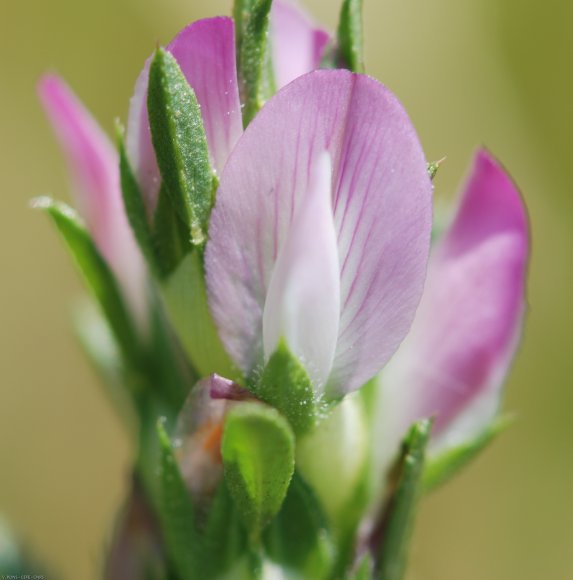 Ononis mitissima L. Fabaceae - Bugrane sans épines