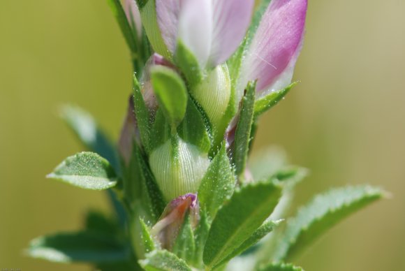 Ononis mitissima L. Fabaceae - Bugrane sans épines