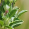 Ononis mitissima L. Fabaceae - Bugrane sans épines