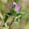 Ononis mitissima L. Fabaceae - Bugrane sans épines