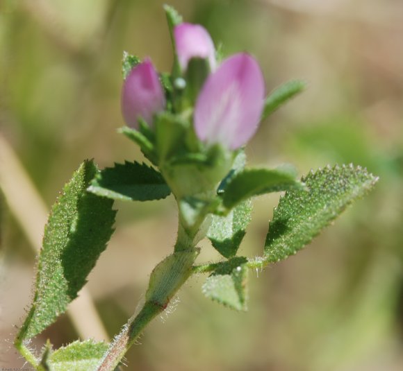 Ononis mitissima L. Fabaceae - Bugrane sans épines