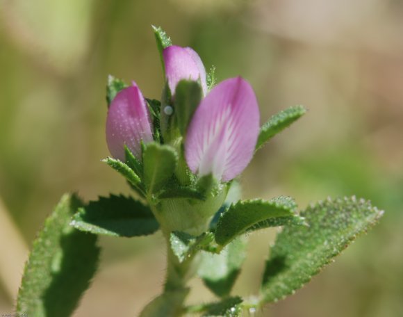 Ononis mitissima L. Fabaceae - Bugrane sans épines