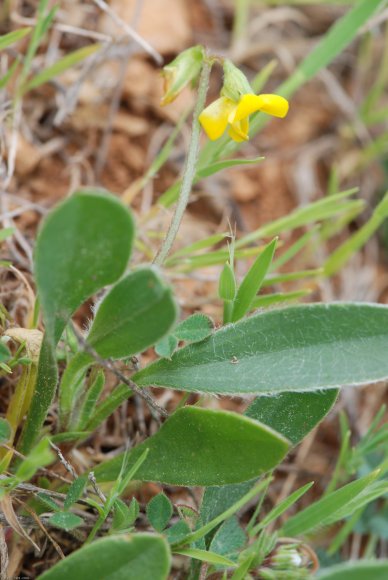 Scorpiurus muricatus L. Fabaceae - Chenillette poilue