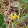 Scorpiurus muricatus L. Fabaceae - Chenillette poilue