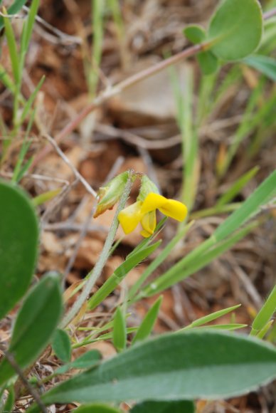 Scorpiurus muricatus L. Fabaceae - Chenillette poilue