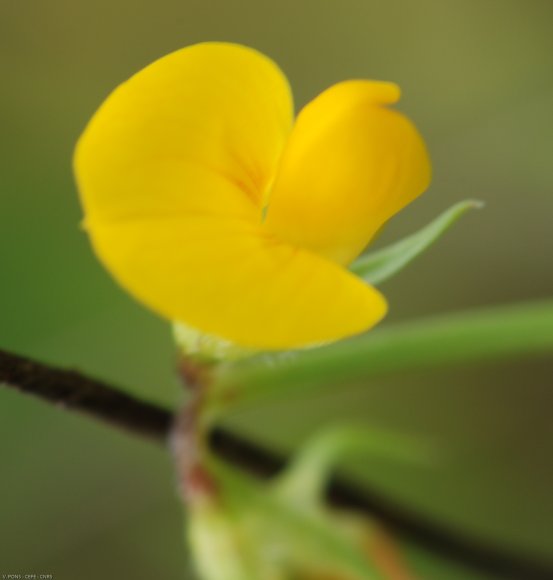 Scorpiurus muricatus L. Fabaceae - Chenillette poilue