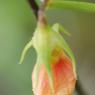 Scorpiurus muricatus L. Fabaceae - Chenillette poilue