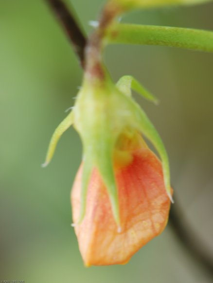 Scorpiurus muricatus L. Fabaceae - Chenillette poilue
