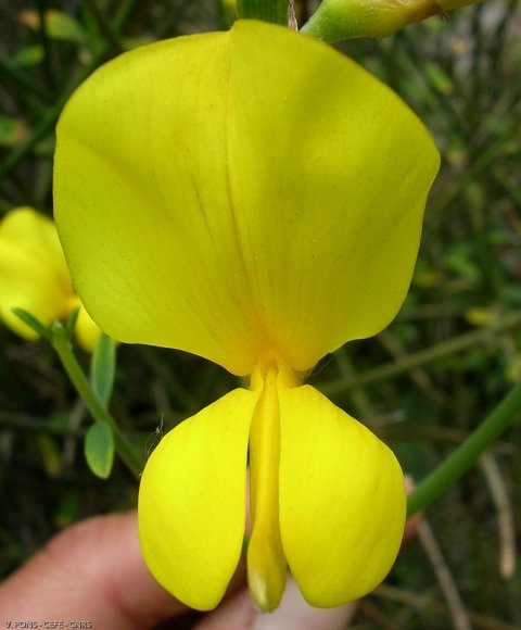 Spartium junceum L. Fabaceae - Genêt d'Espagne