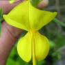 Spartium junceum L. Fabaceae - Genêt d'Espagne