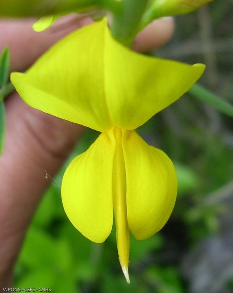 Spartium junceum L. Fabaceae - Genêt d'Espagne