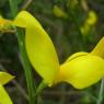 Spartium junceum L. Fabaceae - Genêt d'Espagne