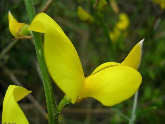 Spartium junceum L. Fabaceae - Genêt d'Espagne