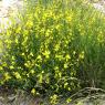 Spartium junceum L. Fabaceae - Genêt d'Espagne