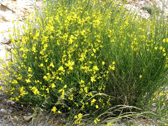 Spartium junceum L. Fabaceae - Genêt d'Espagne