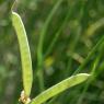 Spartium junceum L. Fabaceae - Genêt d'Espagne