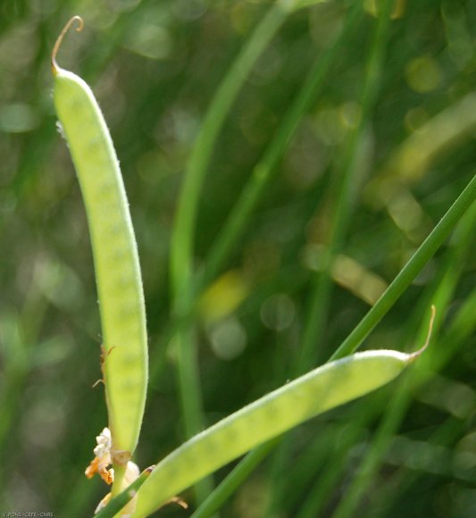 Spartium junceum L. Fabaceae - Genêt d'Espagne