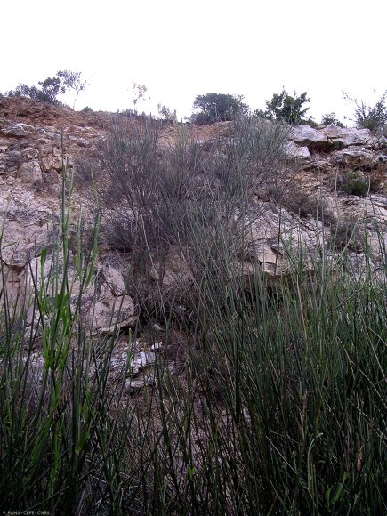 Spartium junceum L. Fabaceae - Genêt d'Espagne