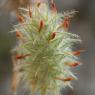 Trifolium angustifolium L. Fabaceae-Trèfle à feuilles étroites